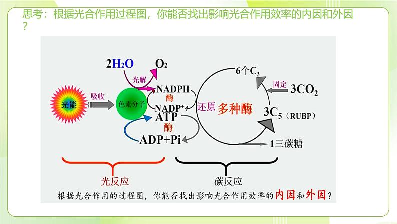 沪科技版(2020)高中生物 必修一 4.4 叶绿体将光能转换并储存在糖分子中 课件03