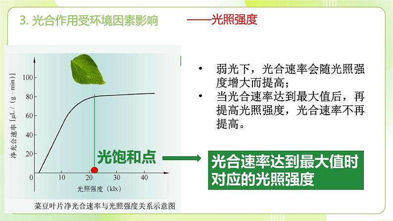 沪科技版(2020)高中生物 必修一 4.4 叶绿体将光能转换并储存在糖分子中 课件05