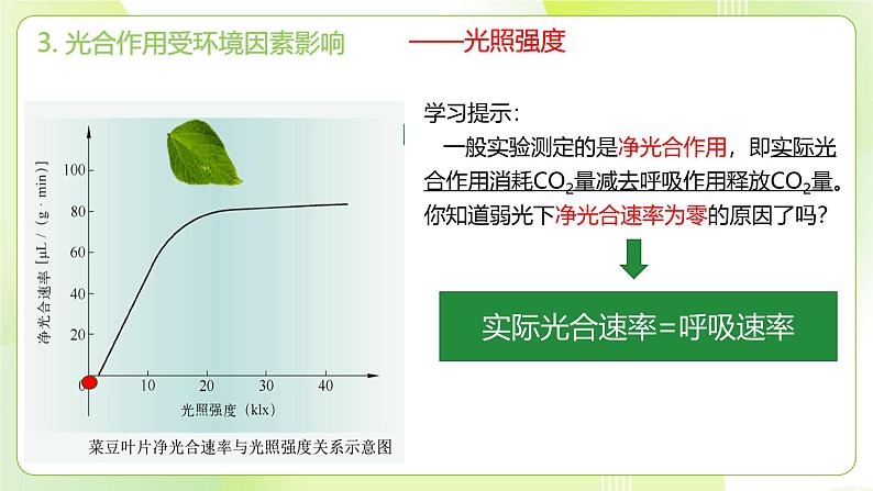 沪科技版(2020)高中生物 必修一 4.4 叶绿体将光能转换并储存在糖分子中 课件06