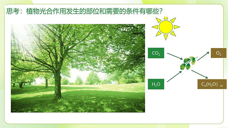 沪科技版(2020)高中生物 必修一 4.4 叶绿体将光能转换并储存在糖分子中（第1课时） 课件04