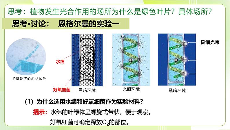 沪科技版(2020)高中生物 必修一 4.4 叶绿体将光能转换并储存在糖分子中（第1课时） 课件08