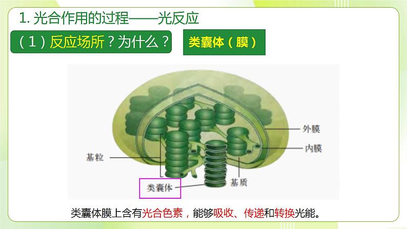 沪科技版(2020)高中生物 必修一 4.4 叶绿体将光能转换并储存在糖分子中（第2课时） 课件第4页