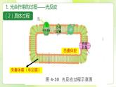 沪科技版(2020)高中生物 必修一 4.4 叶绿体将光能转换并储存在糖分子中（第2课时） 课件