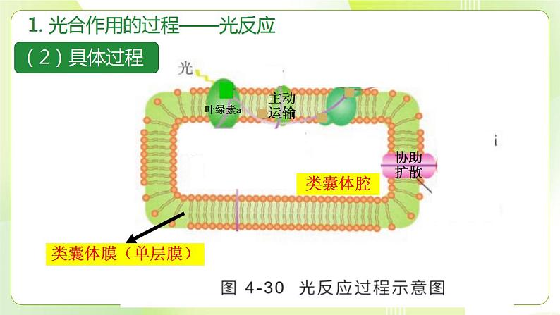 沪科技版(2020)高中生物 必修一 4.4 叶绿体将光能转换并储存在糖分子中（第2课时） 课件第5页