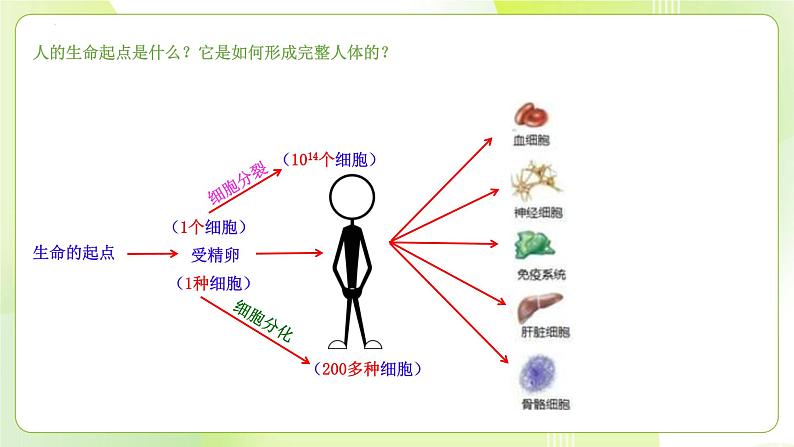 沪科技版(2020)高中生物 必修一 5.1 细胞通过分裂实现增殖 课件03