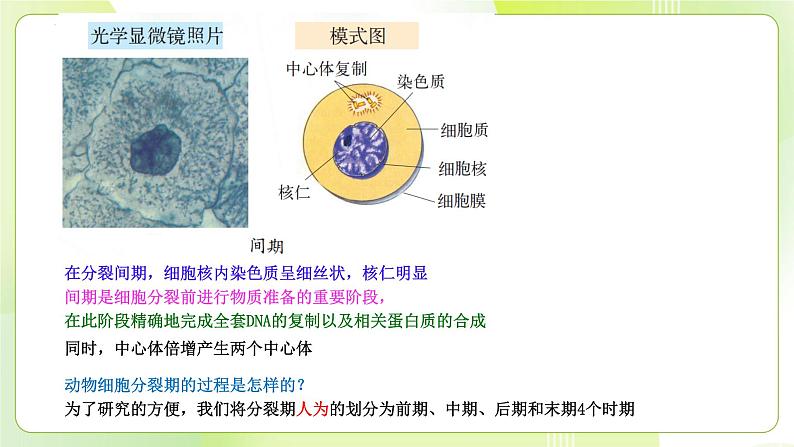 沪科技版(2020)高中生物 必修一 5.1 细胞通过分裂实现增殖 课件07