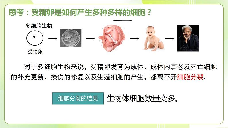 沪科技版(2020)高中生物 必修一 5.2 细胞通过分化形成多细胞生物体 课件02