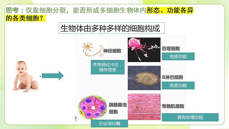 沪科技版(2020)高中生物 必修一 5.2 细胞通过分化形成多细胞生物体 课件03