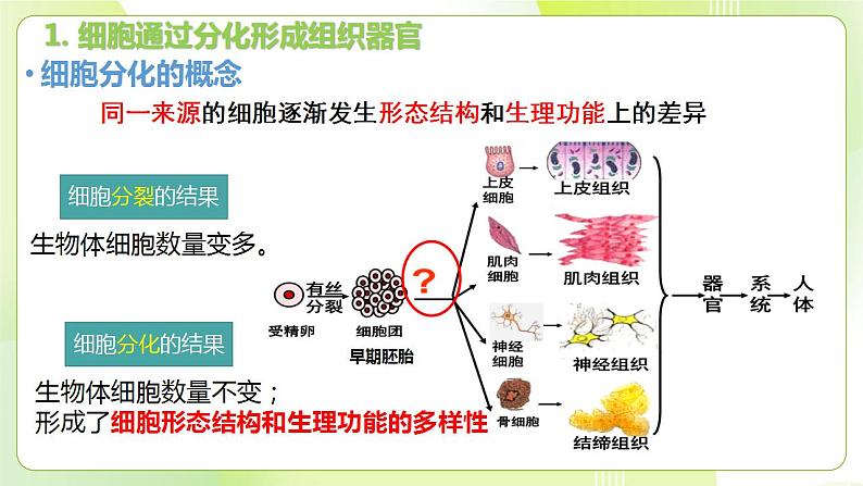 沪科技版(2020)高中生物 必修一 5.2 细胞通过分化形成多细胞生物体 课件05