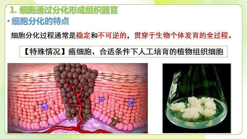 沪科技版(2020)高中生物 必修一 5.2 细胞通过分化形成多细胞生物体 课件06