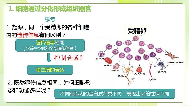 沪科技版(2020)高中生物 必修一 5.2 细胞通过分化形成多细胞生物体 课件07