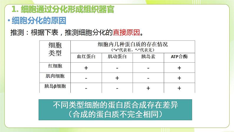 沪科技版(2020)高中生物 必修一 5.2 细胞通过分化形成多细胞生物体 课件08