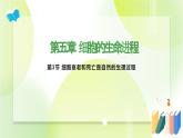 沪科技版(2020)高中生物 必修一 5.3 细胞衰老和死亡是自然的生理过程  课件