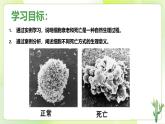 沪科技版(2020)高中生物 必修一 5.3 细胞衰老和死亡是自然的生理过程  课件