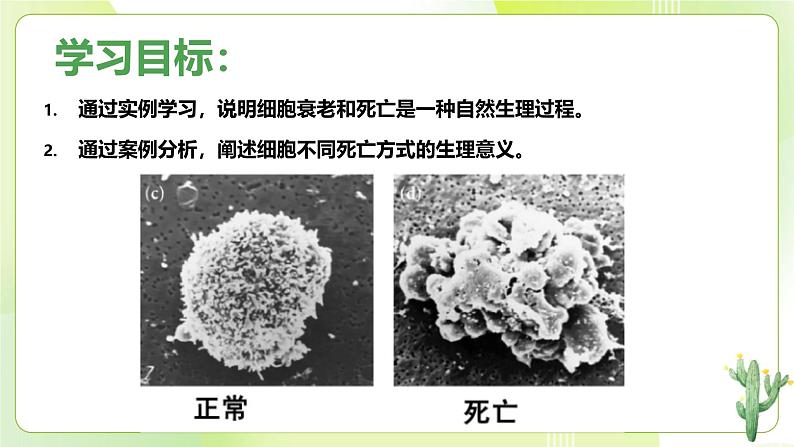 沪科技版(2020)高中生物 必修一 5.3 细胞衰老和死亡是自然的生理过程  课件03