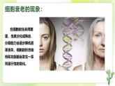 沪科技版(2020)高中生物 必修一 5.3 细胞衰老和死亡是自然的生理过程  课件