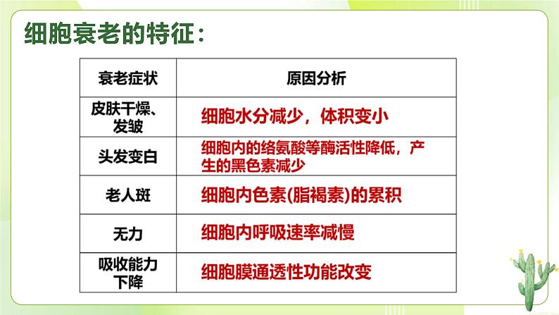 沪科技版(2020)高中生物 必修一 5.3 细胞衰老和死亡是自然的生理过程  课件08