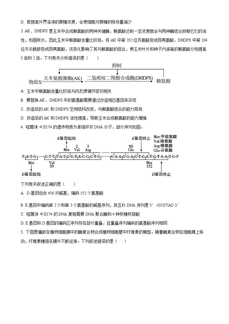 河南省许昌市魏都区许昌高级中学2024-2025学年高三上学期开学生物试题（原卷版）第2页