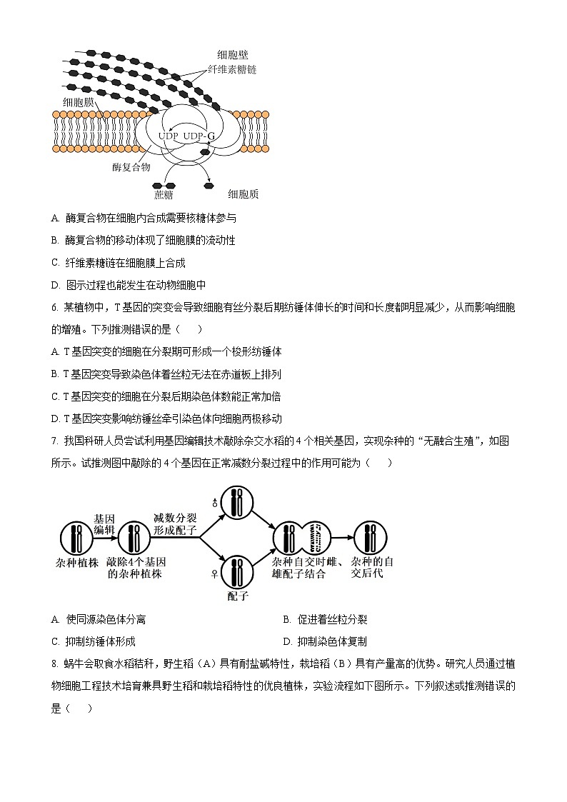 河南省许昌市魏都区许昌高级中学2024-2025学年高三上学期开学生物试题（原卷版）第3页
