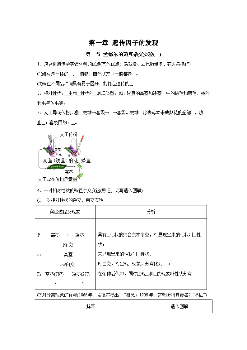 高中生物微专题-必修二知识填空-第1章 第1节 孟德尔的豌豆杂交实验(1)-2025年高考生物一轮复习知识填空练习第1页