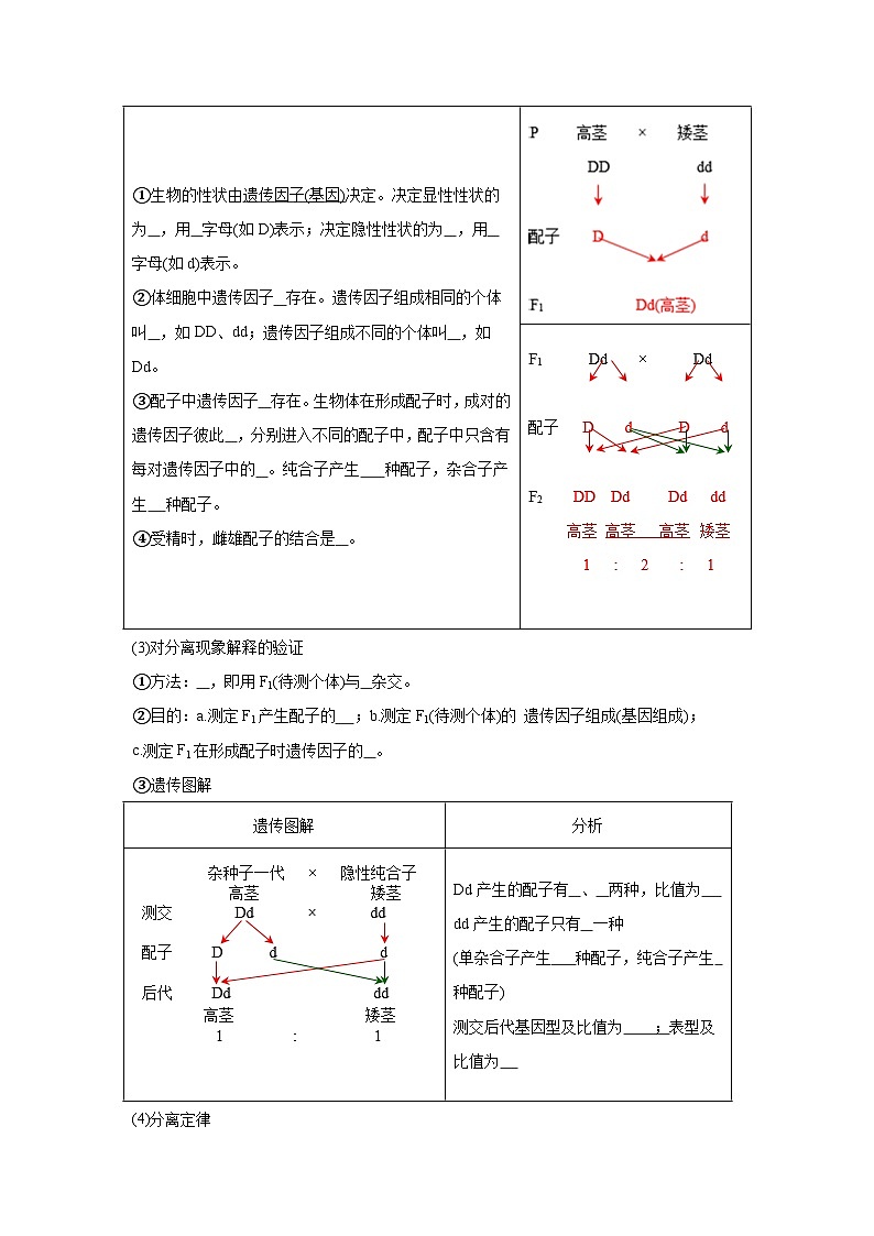 高中生物微专题-必修二知识填空-第1章 第1节 孟德尔的豌豆杂交实验(1)-2025年高考生物一轮复习知识填空练习第2页