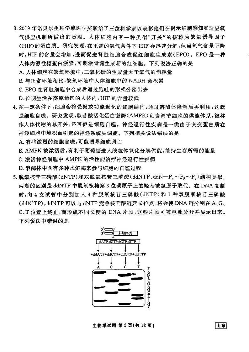 山东省衡水金卷2025届高三年级上学期九月摸底联考生物试题（PDF版附答案）02