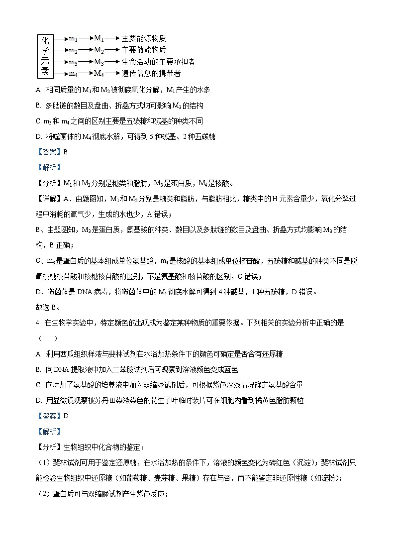 四川省绵阳市南山中学2024-2025学年高三上学期9月月考生物试题（原卷版+解析版）03