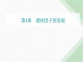 人教版高中生物必修2第1章遗传因子的发现第2节孟德尔的豌豆杂交实验（二）课件