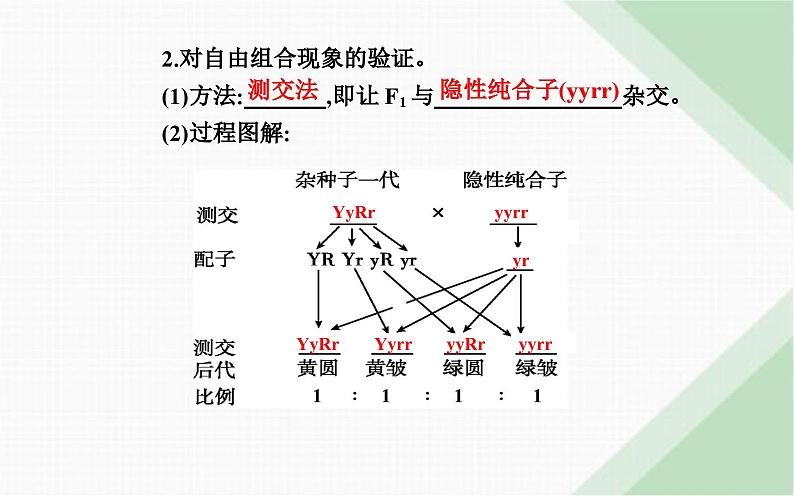 人教版高中生物必修2第1章遗传因子的发现第2节孟德尔的豌豆杂交实验（二）课件第8页