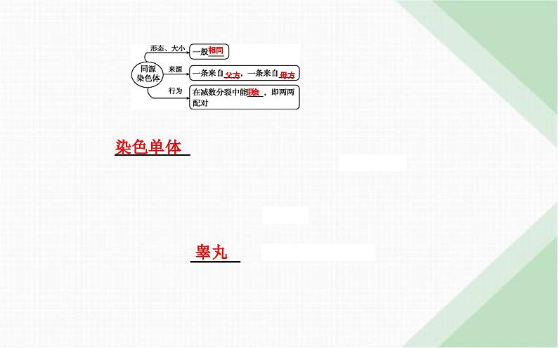 人教版高中生物必修2第2章基因和染色体的关系第1节减数分裂和受精作用第1课时减数分裂课件第5页