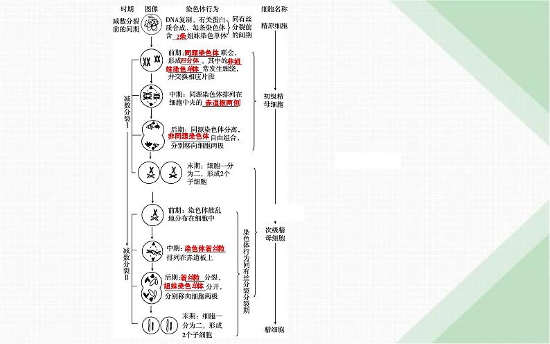 人教版高中生物必修2第2章基因和染色体的关系第1节减数分裂和受精作用第1课时减数分裂课件第6页