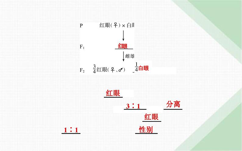 人教版高中生物必修2第2章基因和染色体的关系第2节基因在染色体上课件第7页