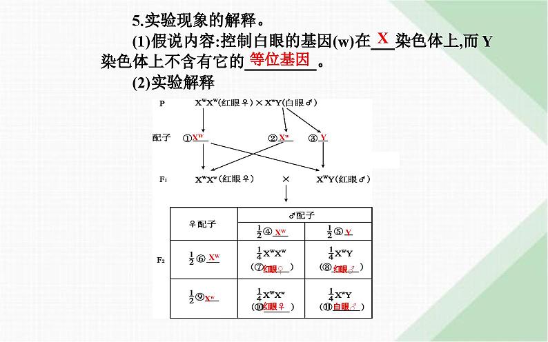 人教版高中生物必修2第2章基因和染色体的关系第2节基因在染色体上课件第8页