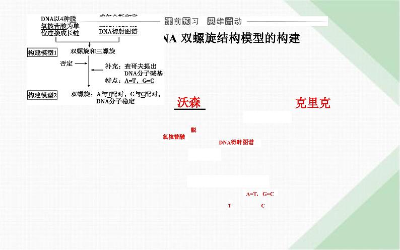 人教版高中生物必修2第3章基因的本质第2节DNA的结构课件第3页