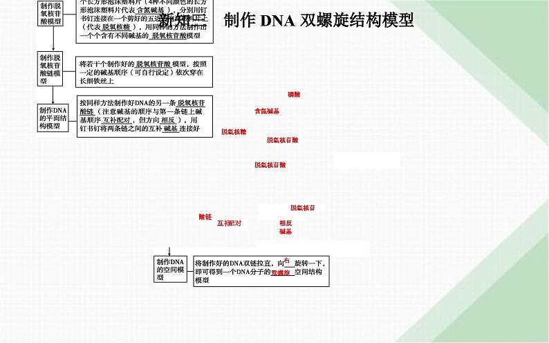 人教版高中生物必修2第3章基因的本质第2节DNA的结构课件第6页