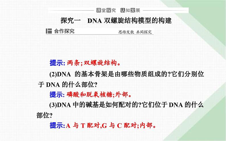 人教版高中生物必修2第3章基因的本质第2节DNA的结构课件第7页