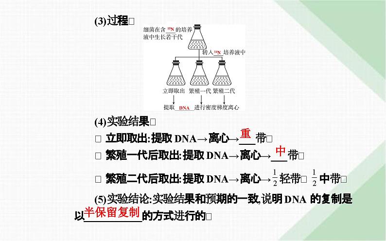 人教版高中生物必修2第3章基因的本质第3节DNA的复制课件第6页