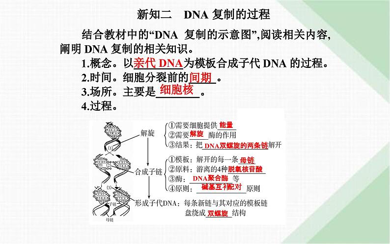 人教版高中生物必修2第3章基因的本质第3节DNA的复制课件第7页