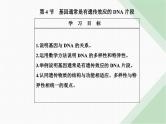 人教版高中生物必修2第3章基因的本质第4节基因通常是有遗传效应的DNA片段课件