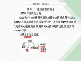 人教版高中生物必修2第4章基因的表达第1节基因指导蛋白质的合成课件