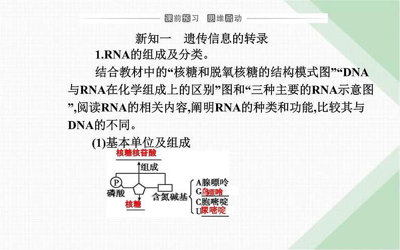 人教版高中生物必修2第4章基因的表达第1节基因指导蛋白质的合成课件03