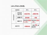 人教版高中生物必修2第4章基因的表达第1节基因指导蛋白质的合成课件