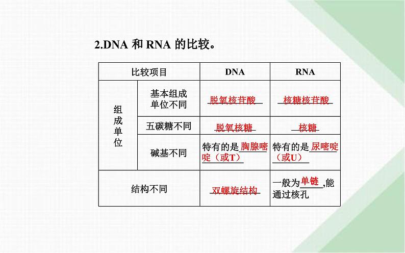 人教版高中生物必修2第4章基因的表达第1节基因指导蛋白质的合成课件05