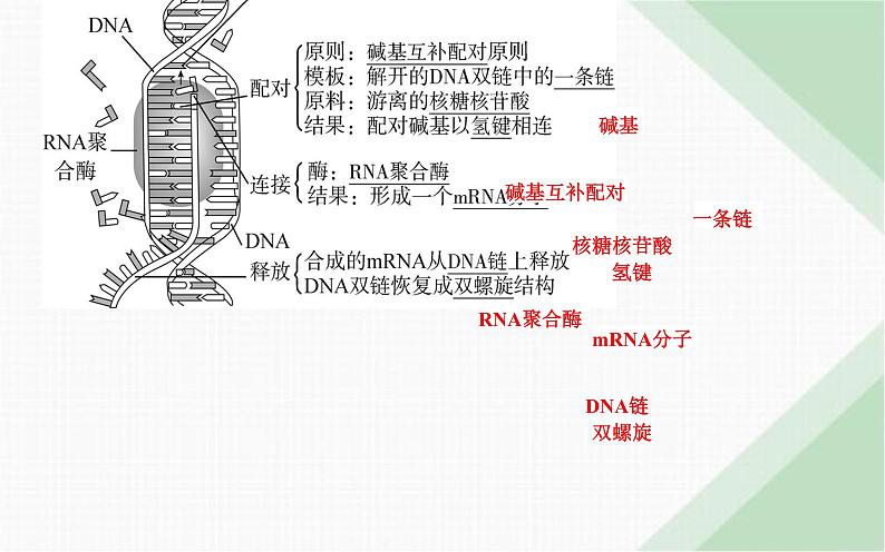 人教版高中生物必修2第4章基因的表达第1节基因指导蛋白质的合成课件07