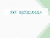 人教版高中生物必修2第5章基因突变及其他变异第1节基因突变和基因重组课件