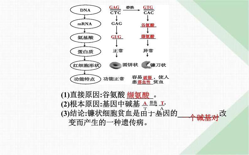 人教版高中生物必修2第5章基因突变及其他变异第1节基因突变和基因重组课件第4页