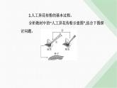 人教版高中生物必修2第1章遗传因子的发现第1节孟德尔的豌豆杂交实验（一）课件