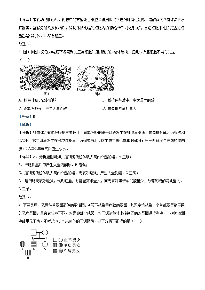 北京海淀区2023-2024学年高三上学期期末生物试题  Word版含解析第2页