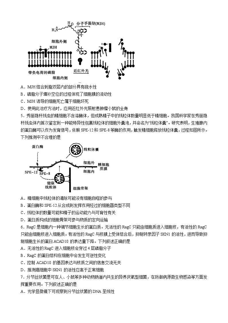 重庆市渝中区巴蜀中学校2024-2025学年高三上学期9月月考生物试题(无答案)第2页