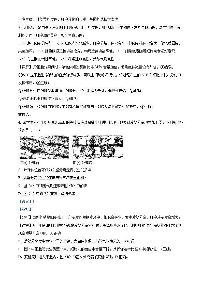 陕西省2024—2025学年高三上学期普通高中学业水平选择性考试 生物试题（解析版）03
